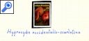 фото почтовой марки: Цветы Коллекция 1986 год Михель 973-977